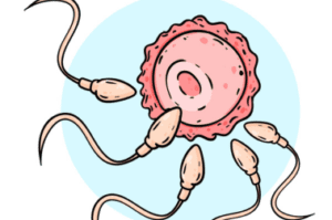 Sperms entering into ovary